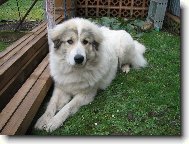 Chien de Montagne des Pyr�n�es