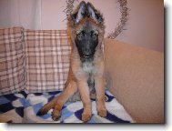 Belgian shepherd dog \(Dog standard\)