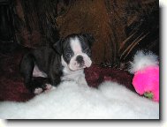 Boston Terrier