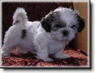 �icu, Shih-Tzu