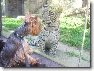 Jork��rsk� terier, Yorkshire Terrier,