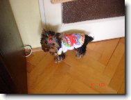 Jork��rsk� terier, Yorkshire Terrier,