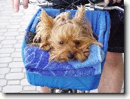 Jork��rsk� terier, Yorkshire Terrier,