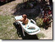R�vidsz�r� Magyar Vizsla, Hungarian Short-haired Pointing Dog