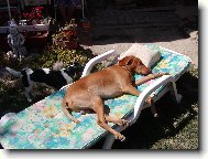 R�vidsz�r� Magyar Vizsla, Hungarian Short-haired Pointing Dog