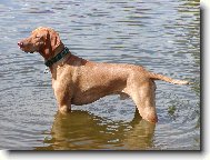 R�vidsz�r� Magyar Vizsla, Hungarian Short-haired Pointing Dog