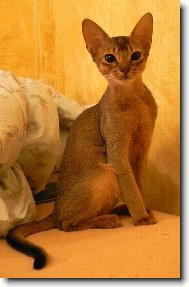 Abyssinian cat