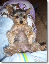 Jork��rsk� terier, Yorkshire Terrier,