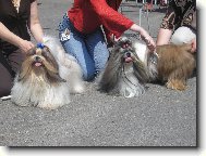 �icu, Shih-Tzu
