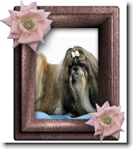 �icu, Shih-Tzu
