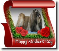 �icu, Shih-Tzu