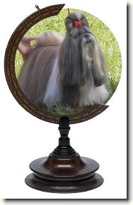 �icu, Shih-Tzu