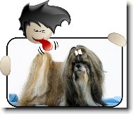 �icu, Shih-Tzu