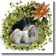 �icu, Shih-Tzu