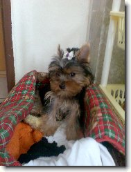 Jork��rsk� terier, Yorkshire Terrier,