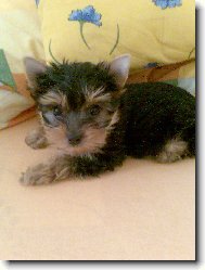 Jork��rsk� terier, Yorkshire Terrier,