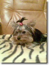 Jork��rsk� terier, Yorkshire Terrier,