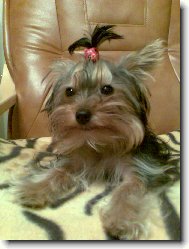 Jork��rsk� terier, Yorkshire Terrier,
