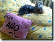 Jork��rsk� terier, Yorkshire Terrier,