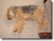 Welsh Terrier