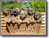 Irish Soft Coated Wheaten Terrier