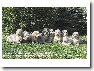 Petit Basset griffon vend�en, Petit Basset Griffon Vendeen