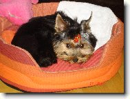 Jork��rsk� terier, Yorkshire Terrier,