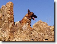 Belgian shepherd malinois \(Dog standard\)
