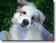 Chien de Montagne des Pyr�n�es