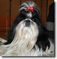 �icu, Shih-Tzu