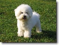Bichon � poil fris�, Bichon Frise