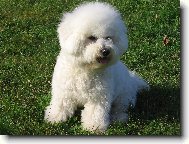 Bichon � poil fris�, Bichon Frise