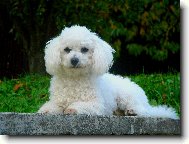 Bichon � poil fris�, Bichon Frise