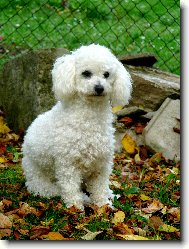 Bichon � poil fris�, Bichon Frise