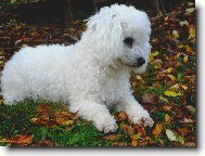 Bichon � poil fris�, Bichon Frise