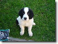 Landseer europ�isch-kontinentaler Typ, Landseer Continental-European type