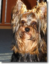 Jork��rsk� terier, Yorkshire Terrier,