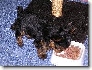 Jork��rsk� terier, Yorkshire Terrier,