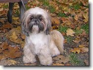 �icu, Shih-Tzu