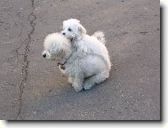 Bichon � poil fris�, Bichon Frise