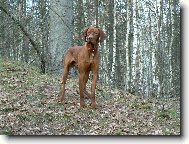 R�vidsz�r� Magyar Vizsla, Hungarian Short-haired Pointing Dog