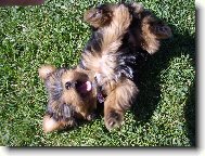 Jork��rsk� terier, Yorkshire Terrier,