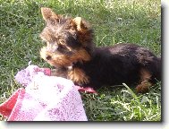 Jork��rsk� terier, Yorkshire Terrier,
