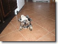 Jork��rsk� terier, Yorkshire Terrier,