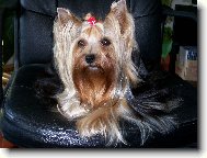 Jork��rsk� terier, Yorkshire Terrier,