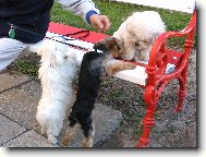 Bichon � poil fris�, Bichon Frise