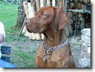 R�vidsz�r� Magyar Vizsla, Hungarian Short-haired Pointing Dog