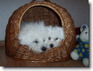 Bichon � poil fris�, Bichon Frise