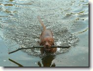 R�vidsz�r� Magyar Vizsla, Hungarian Short-haired Pointing Dog