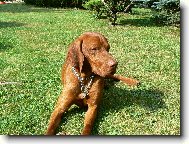 R�vidsz�r� Magyar Vizsla, Hungarian Short-haired Pointing Dog